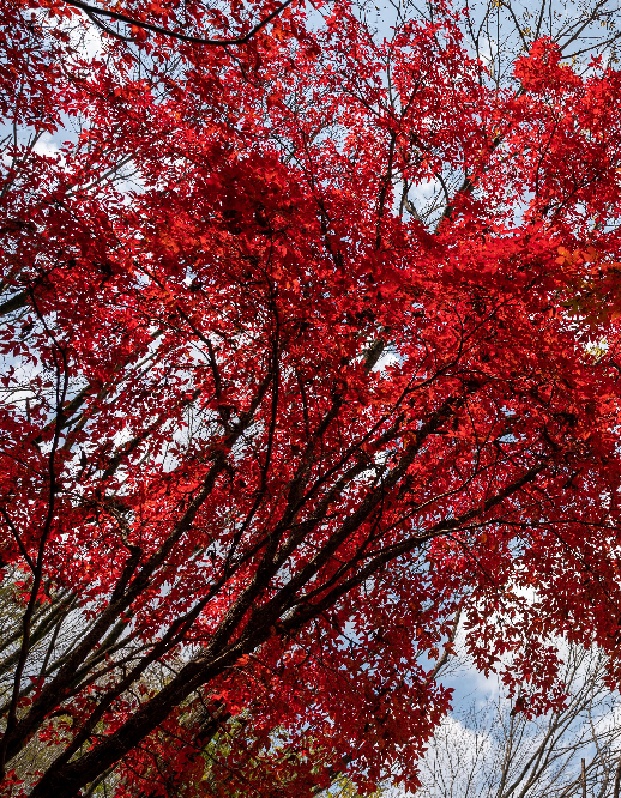 一葉知秋！帶上這份地圖，定制專屬於你的紅葉觀賞地