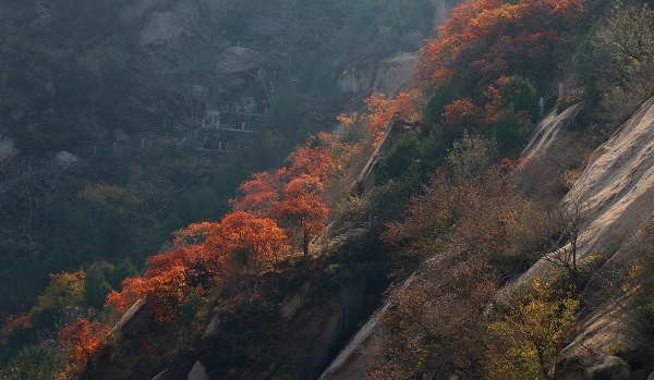 一葉知秋！帶上這份地圖，定制專屬於你的紅葉觀賞地