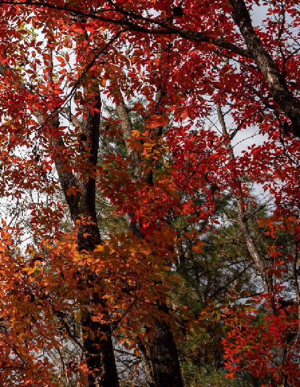 一葉知秋！帶上這份地圖，定制專屬於你的紅葉觀賞地