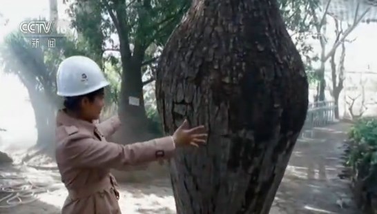 走近魅力世園會 記者探園：奇特植物搶先看