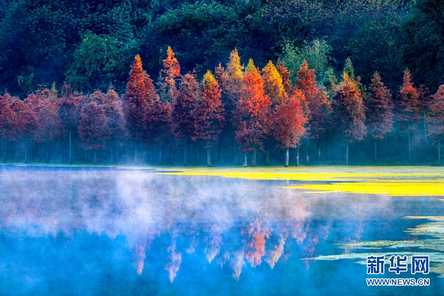 “飛閱”昆明水杉林：一抹緋紅扮靚春城