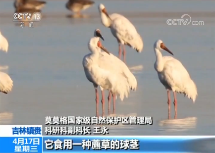 吉林鎮賚莫莫格濕地迎來候鳥北歸高峰