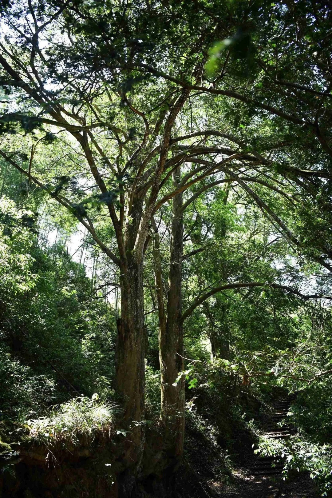 中國的國家公園在哪？