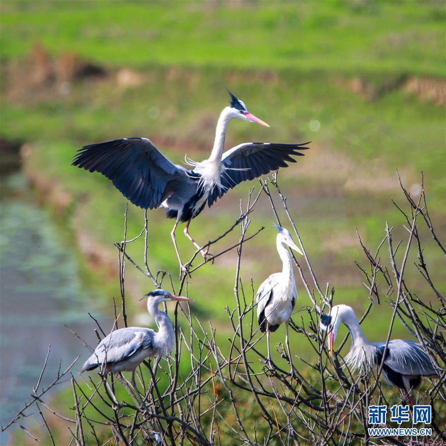 鄱陽湖區迎來夏候鳥