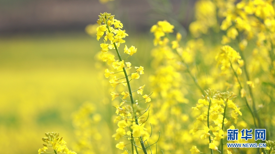 雲南施甸：油菜花香醉春光