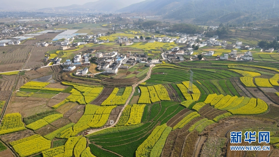 雲南施甸：油菜花香醉春光