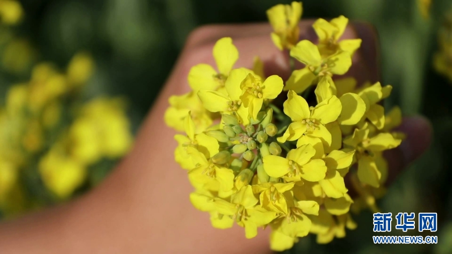 雲南施甸：油菜花香醉春光