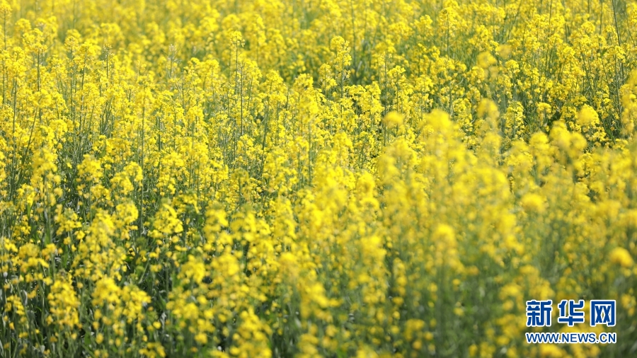 雲南施甸：油菜花香醉春光