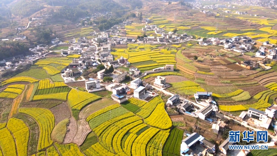 雲南施甸：油菜花香醉春光