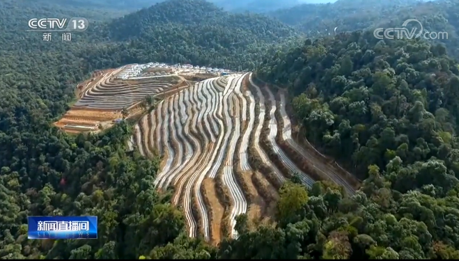 西藏林芝：發展種茶業 助力村民脫貧