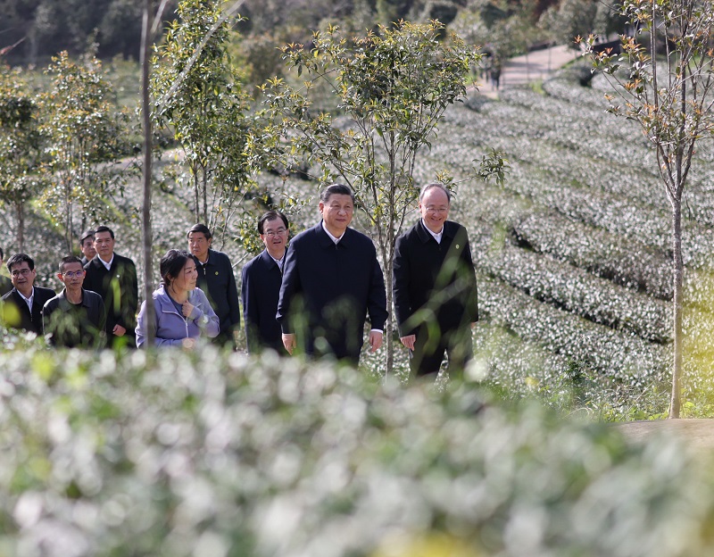 習近平察看武夷山春茶長勢：把茶文化、茶産業、茶科技這篇文章做好