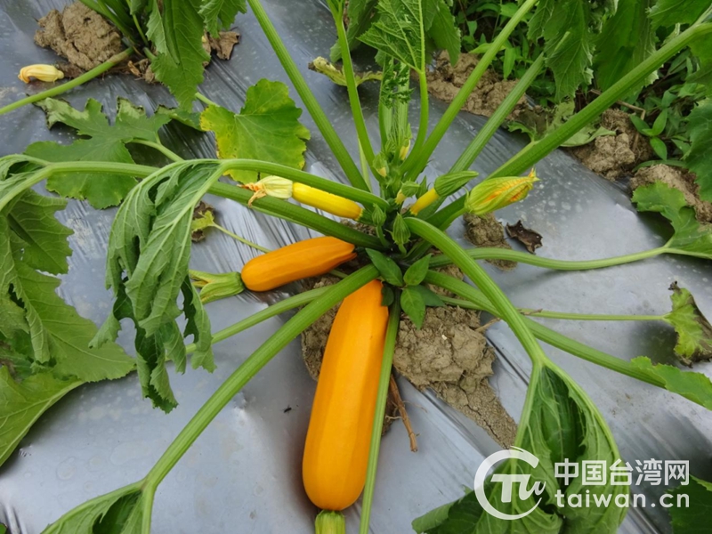 看好“農林22條” 在川台資農業項目“清水築園”要讓荒山大變樣！