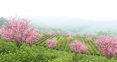 陽羨故里茶色青