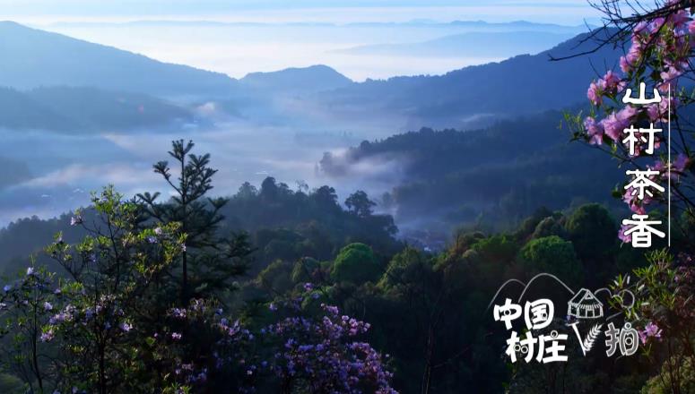 種豆南山下，帶月荷鋤歸！種茶老人知足常樂 茶樹自然生長直到來年春天