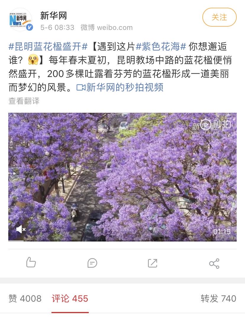 洗眼睛！昆明藍花楹盛開，赴一場與紫色花海的邂逅