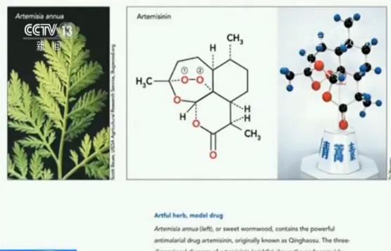 屠呦呦團隊發佈新成果 “青蒿素抗藥性”研究獲新突破