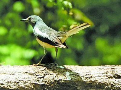 夏日，請到春城觀鳥