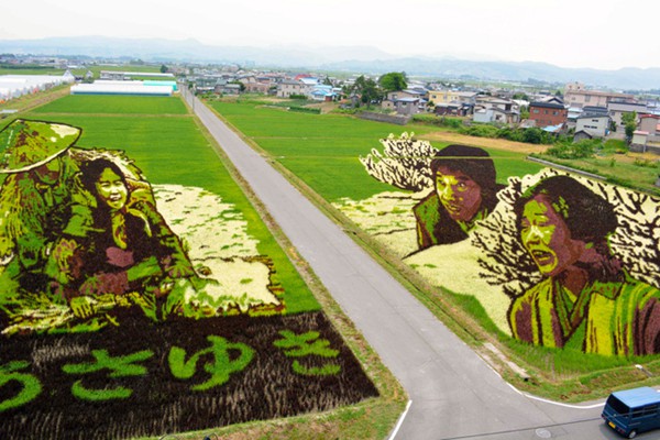 日本青森稻田畫迎來最佳觀賞期 生動再現經典日劇《阿信》場景