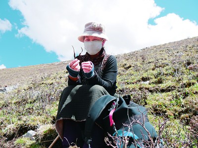 上草山，挖蟲草