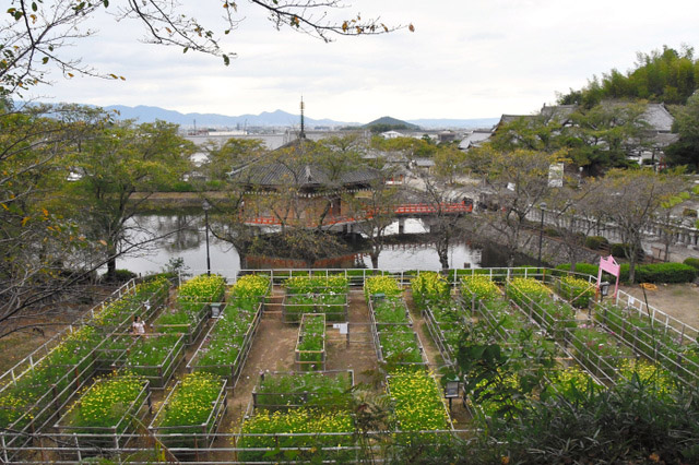 奈良文殊院打造“大波斯菊迷宮” 希望孩子們外出玩耍開啟智慧