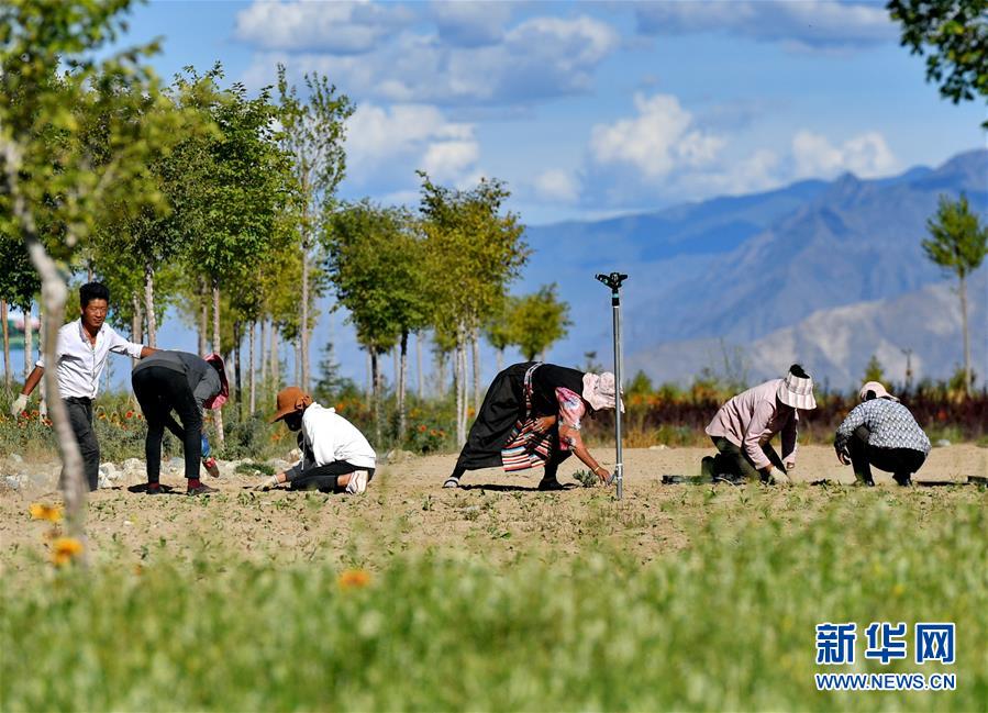 荒漠變綠洲 窮鄉變富地——雅魯藏布江山南段40年造林治沙報告