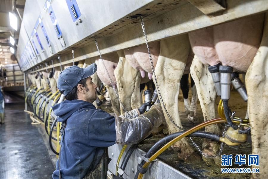 “希望我們的乳製品順利裝船駛向中國”——美國奶農期盼中美貿易爭端早日解決