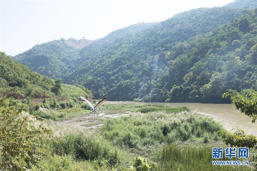 雲南昌寧發現極度瀕危物種白腹鷺