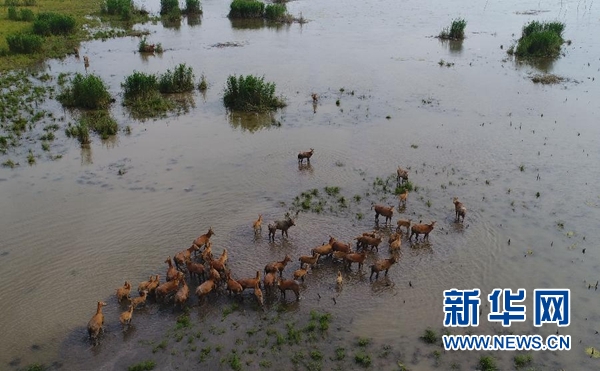 江豚躍候鳥飛麋鹿奔——湖南守護“洞庭三寶”呵護“長江之腎”