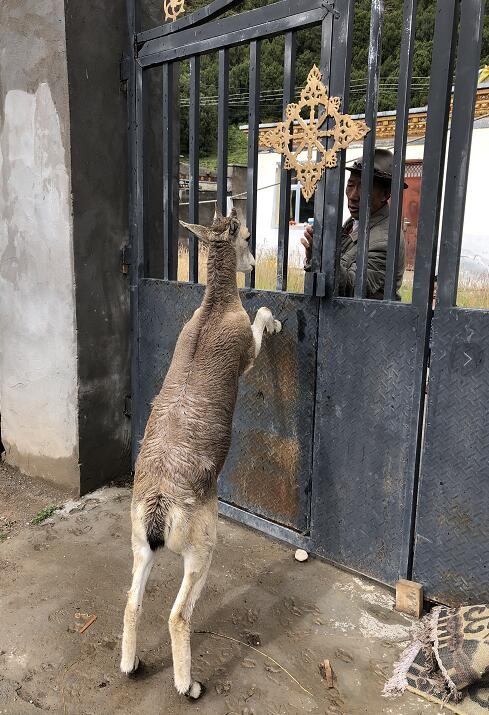 青海雜多：生態是生命，動物是親人