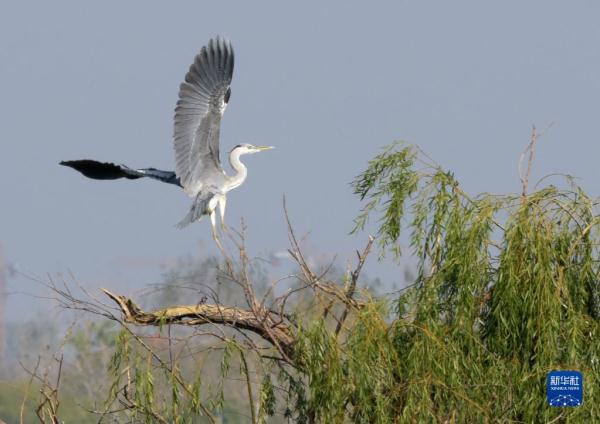 安徽巢湖：生態築“巢”百鳥來
