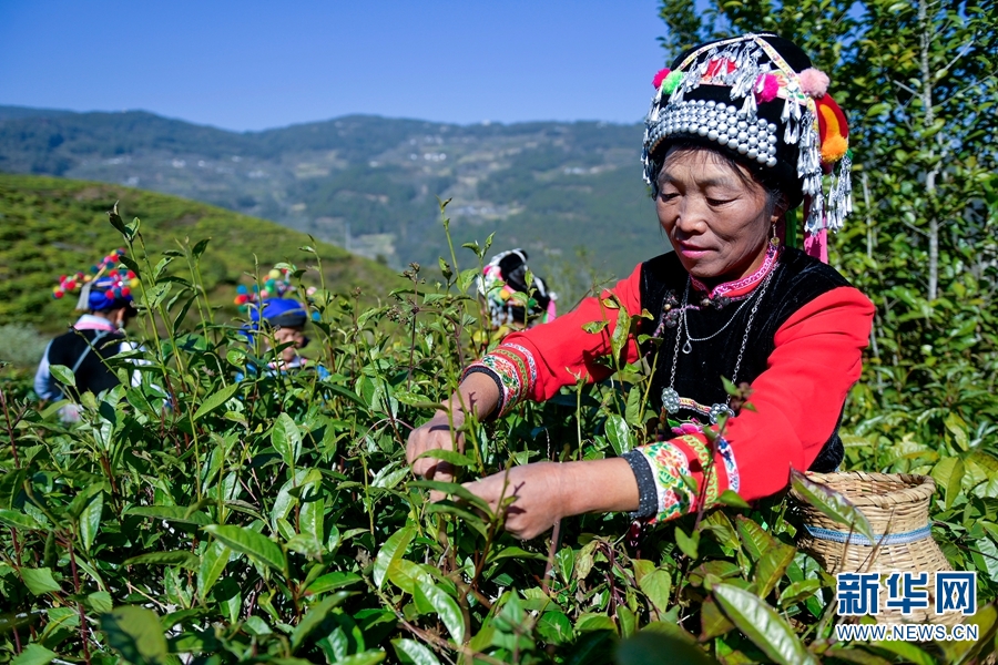 雲南南澗：春茶採摘進行時 處處飄香