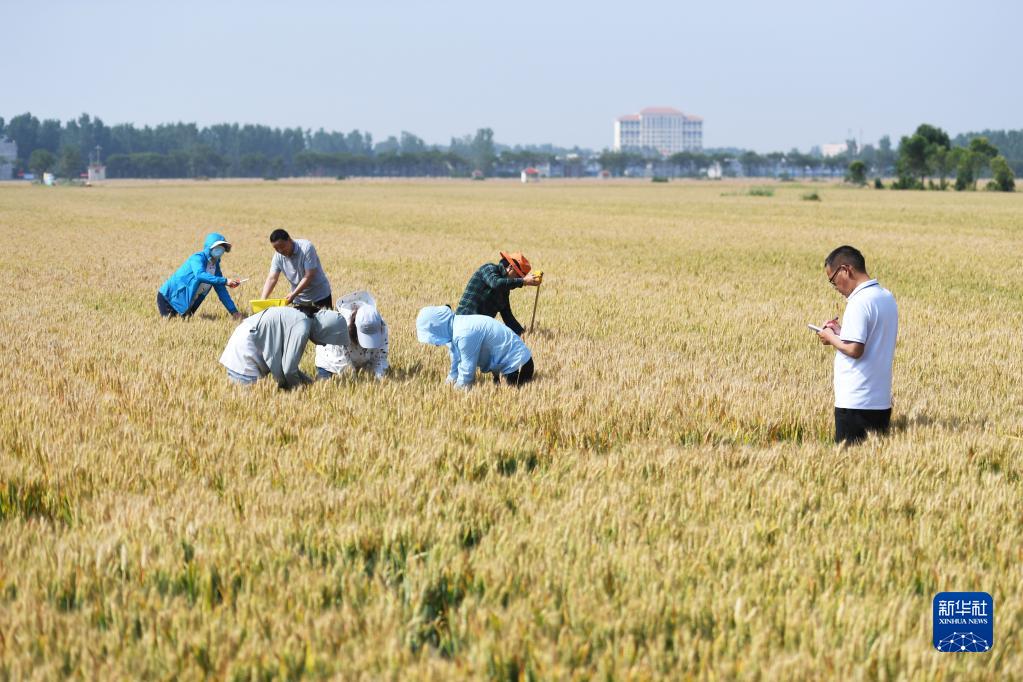 牢牢把住糧食安全主動權——以習近平同志為核心的黨中央帶領人民幹好這件頭等大事