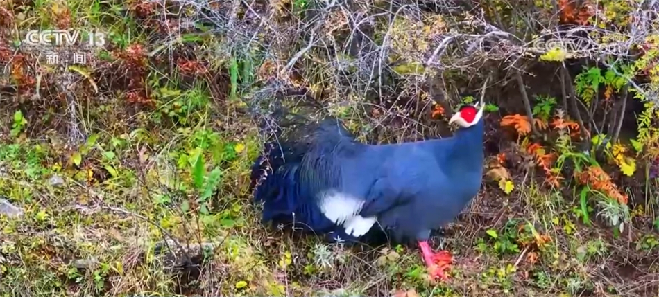 中國部分珍稀野生動物受威脅等級降低 反映生態保護取得成效