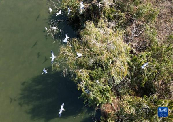 安徽巢湖：生態築“巢”百鳥來