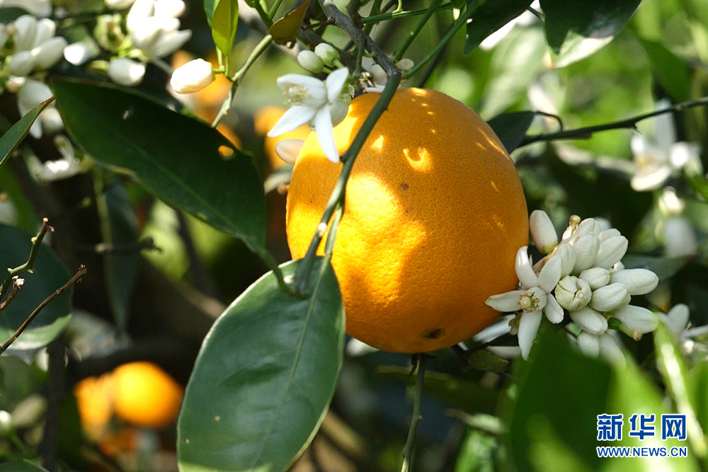 三峽橘正香：一顆“開縣春橙”的N種可能