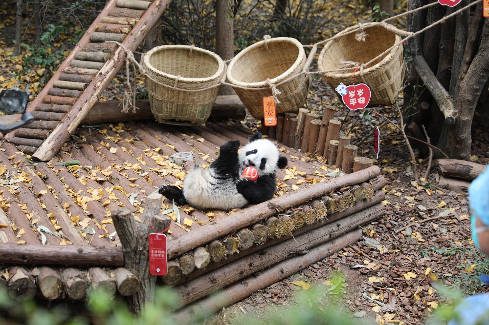 迎新年送祝福 13隻大熊貓萌寶齊亮相
