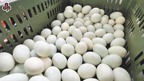 繼“雞蛋荒”之後，台灣養鴨協會理事長：“島內鴨蛋價格也可能創歷史新高”