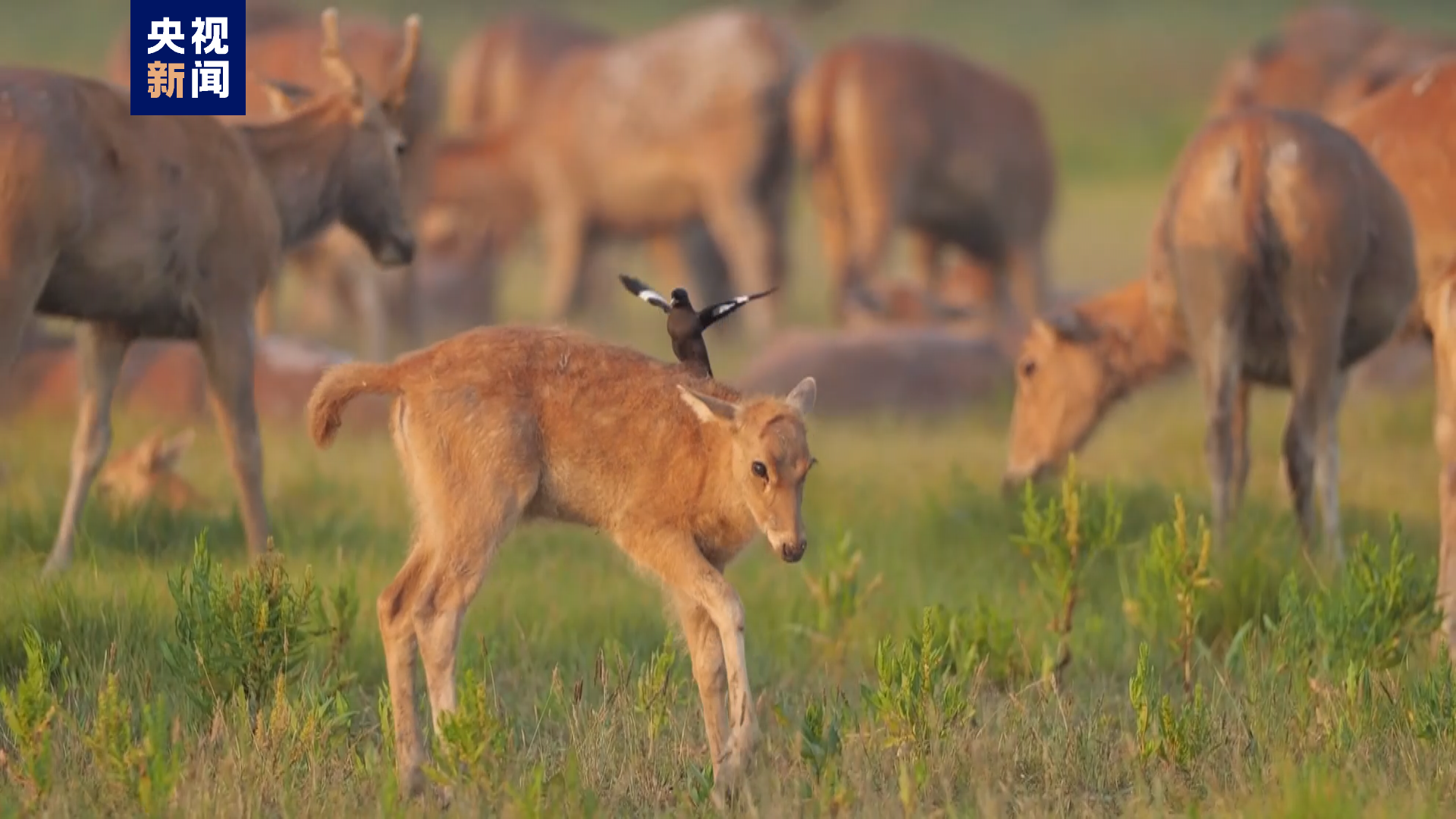 麋鹿種群“迎新”啦！石首麋鹿國家級自然保護區增加新成員