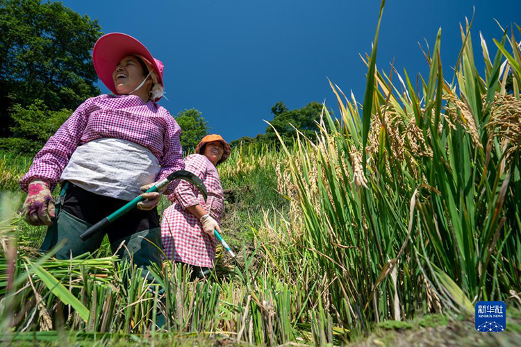 中國農民豐收節來了！ 各地農民忙收穫