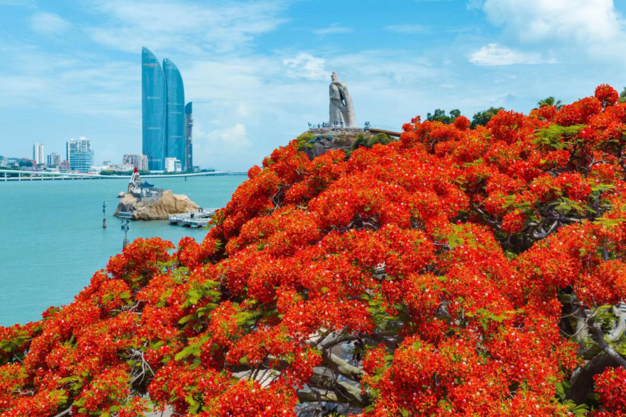 福建廈門：鳳凰花開“燃”滿城