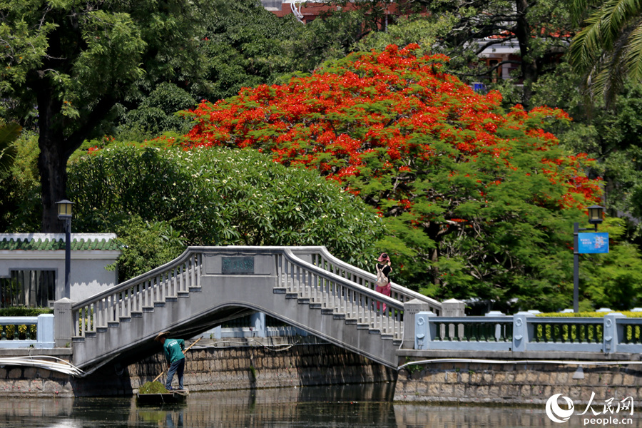 福建廈門：鳳凰花開“燃”滿城