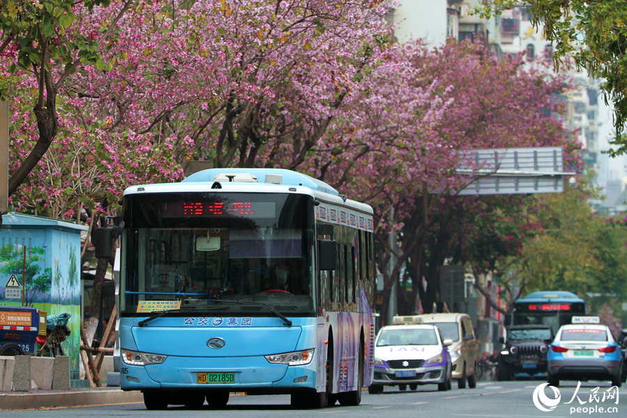 廈門：宮粉羊蹄甲花開滿城