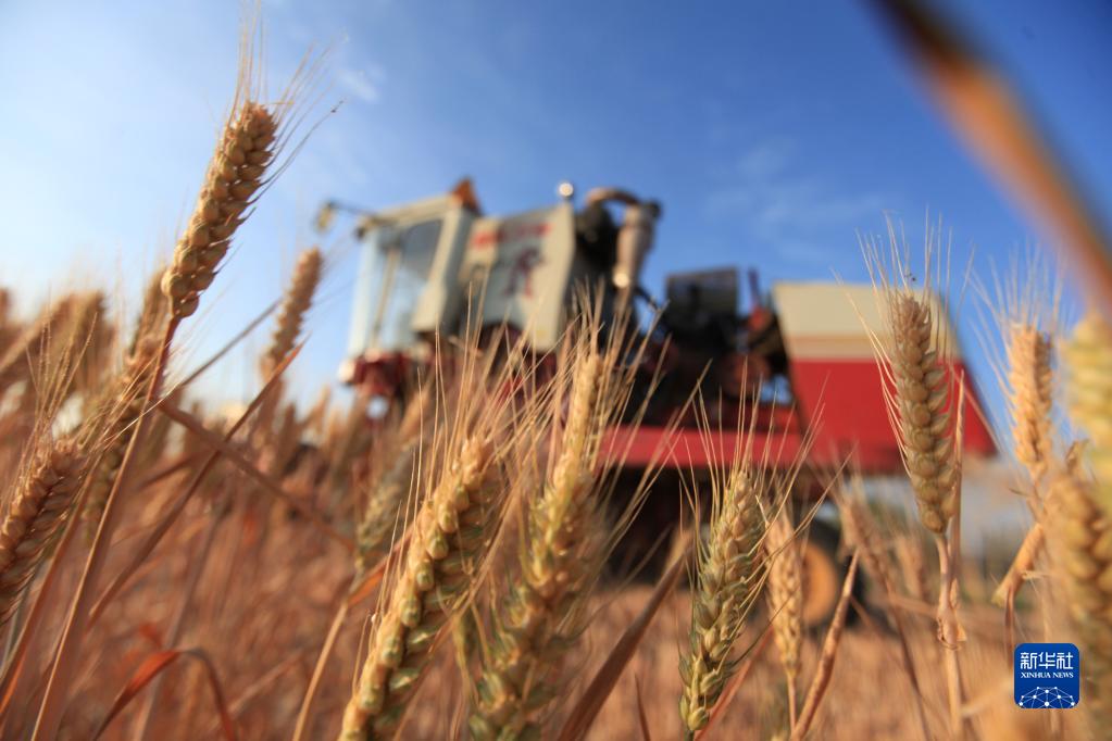 全國收穫小麥過兩成