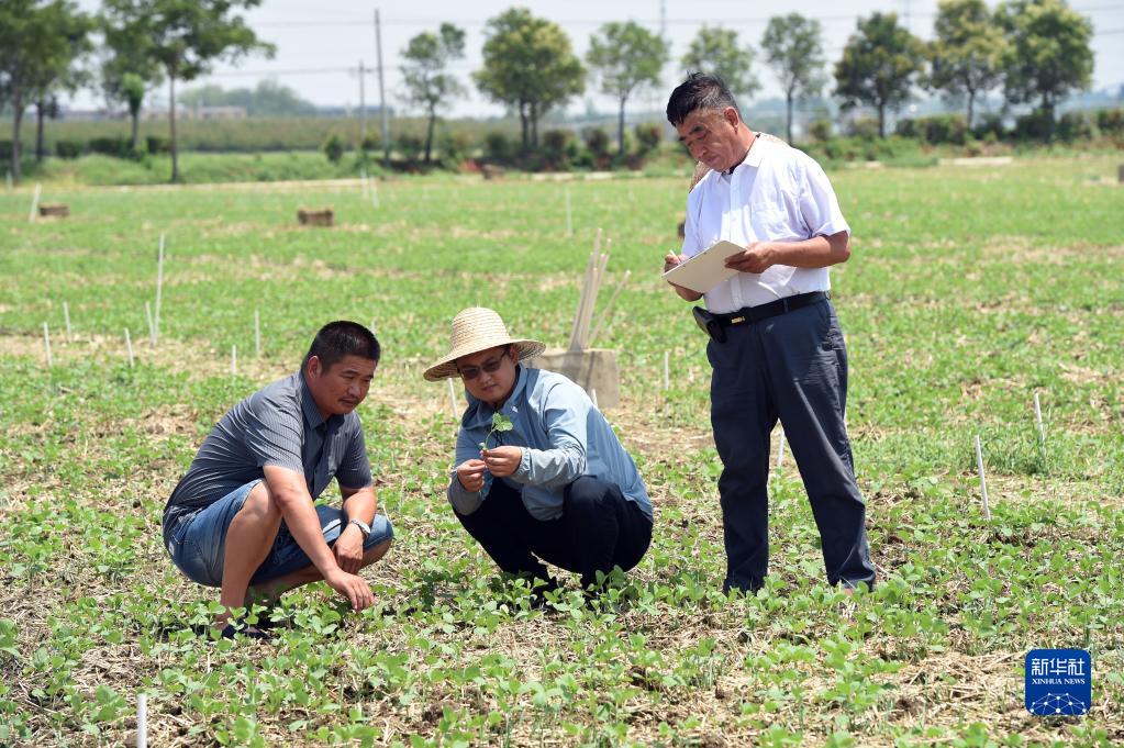 牢牢把住糧食安全主動權——以習近平同志為核心的黨中央帶領人民幹好這件頭等大事