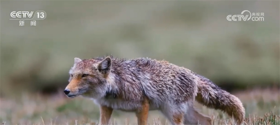 中國部分珍稀野生動物受威脅等級降低 反映生態保護取得成效