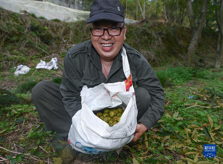 中國農民豐收節來了！ 各地農民忙收穫