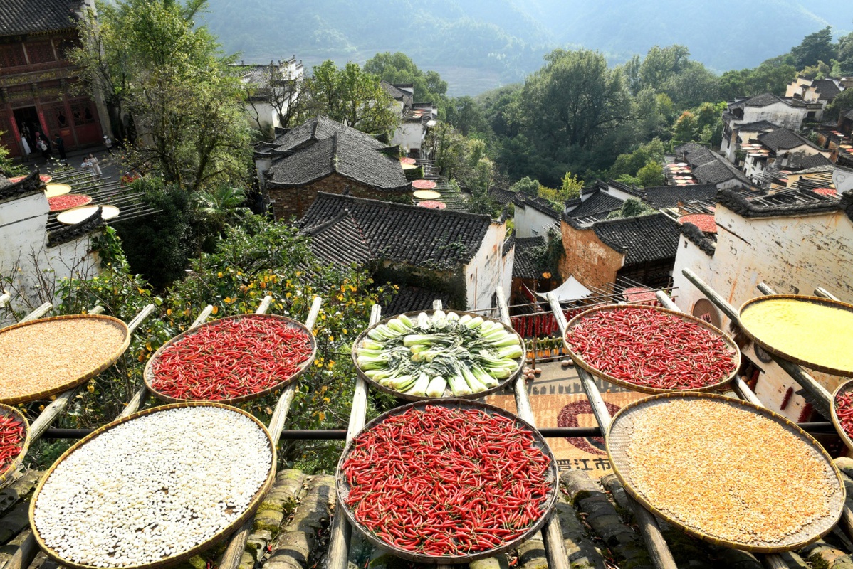 江西婺源：曬秋曬出農家豐收美景