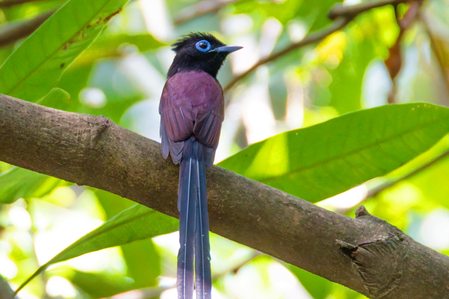 “高顏值”近危鳥類紫壽帶鳥做客廈門  身披艷麗紫羽翩然若仙