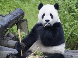 台灣青年：感謝大熊貓“團團”給我們留下的美好記憶