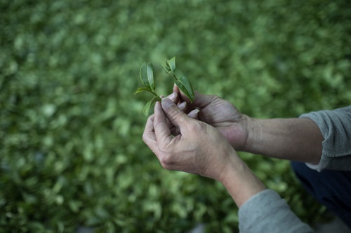 【臺媒觀察】茶香飄兩岸，牽手謀福祉：“西湖·日月潭”兩湖論壇探索共贏路